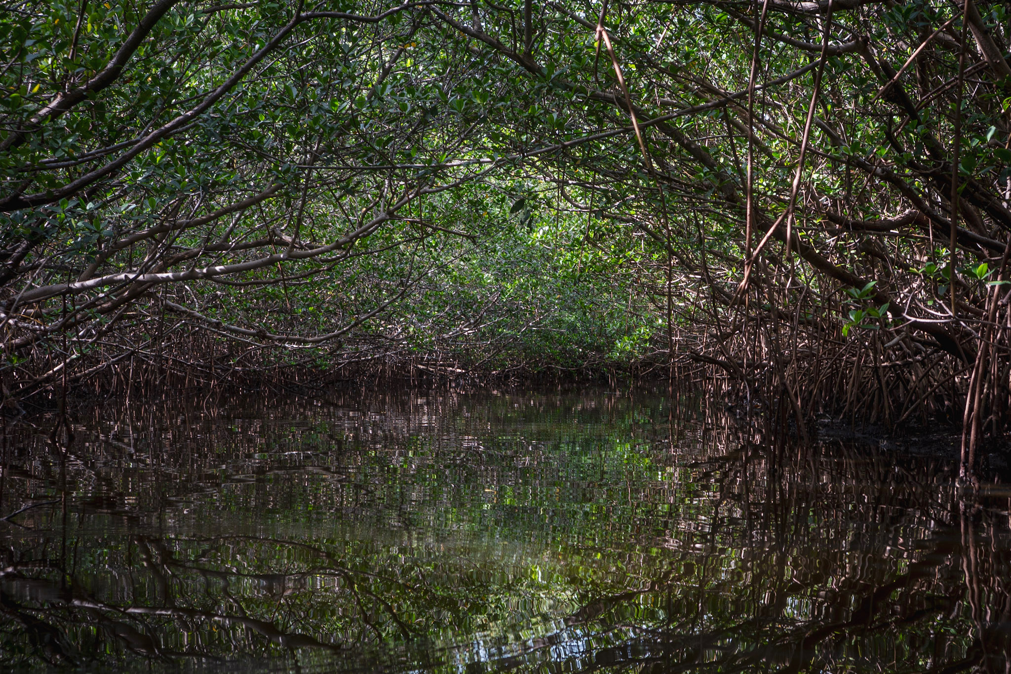 Dense mangrove roots and still water